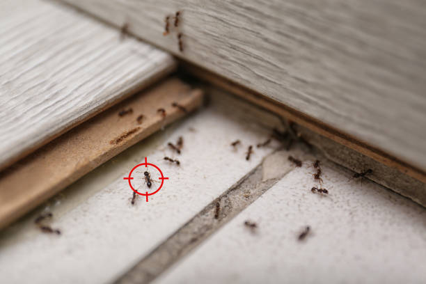 Best Spider Control Near Me  in Fostoria, OH