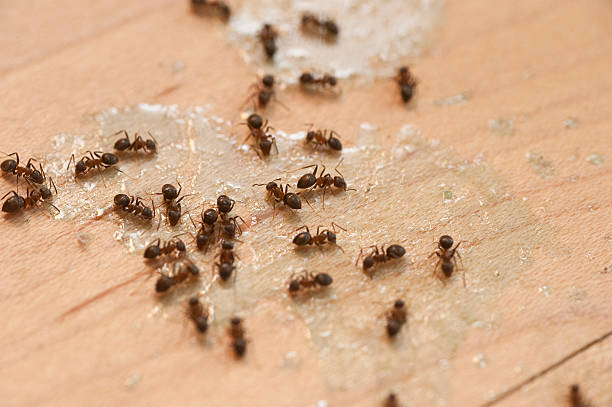 Pest Control Cost in Fostoria, OH