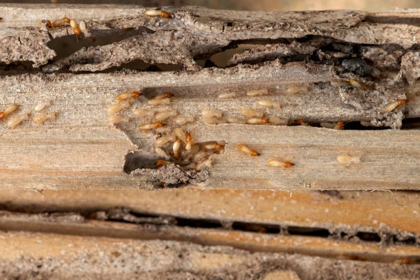 Best Affordable Pest Control Services  in Fostoria, OH