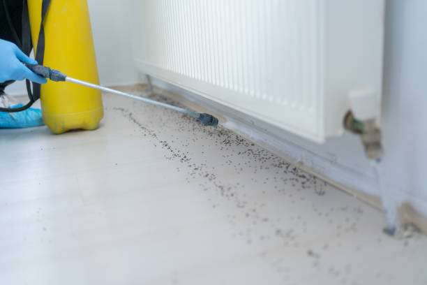Best Flea Control Services  in Fostoria, OH